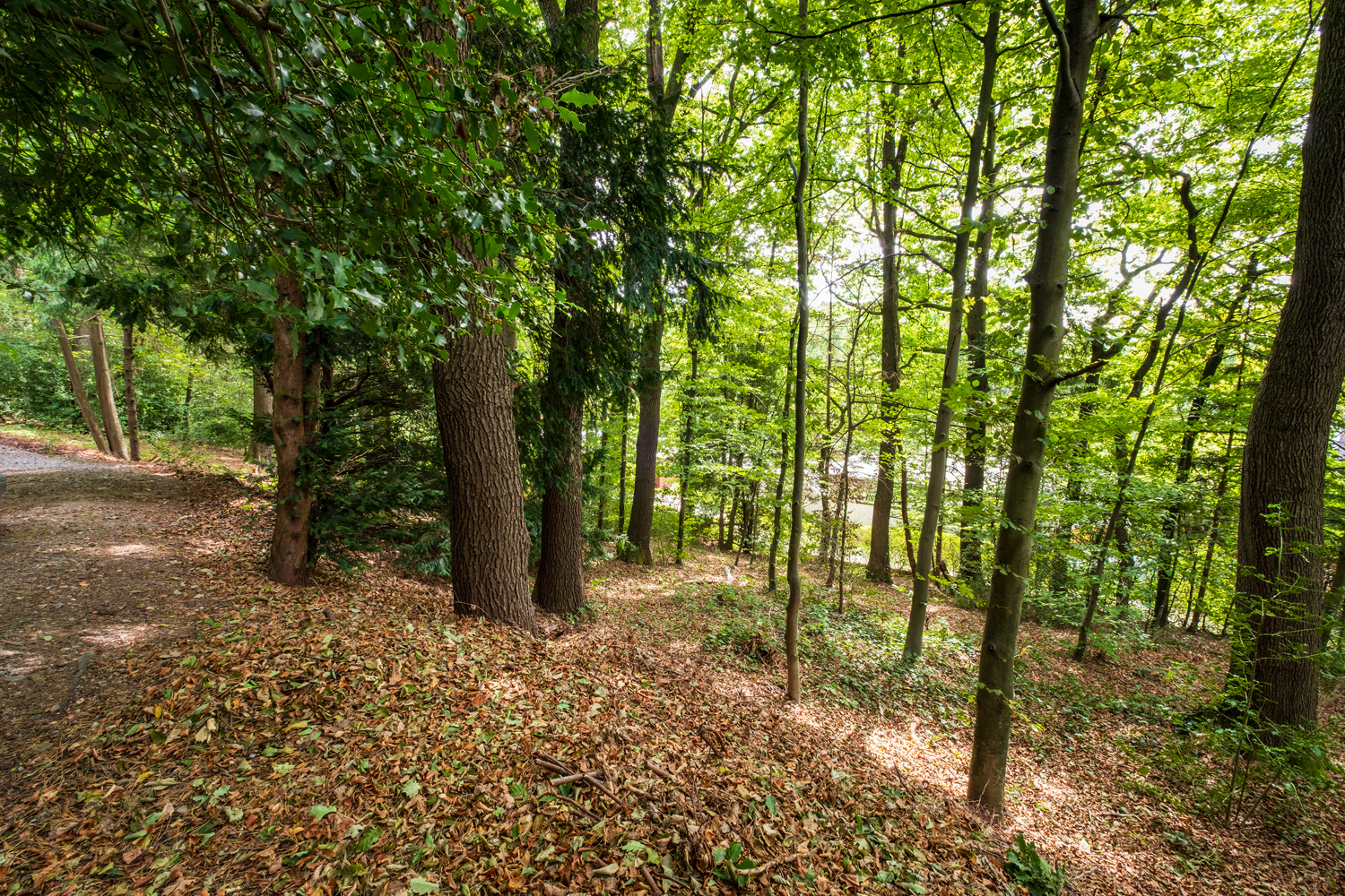 Bauen in Waldlage von Hoffnungsthal